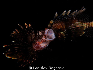 night dive at LH by Ladislav Nogacek 